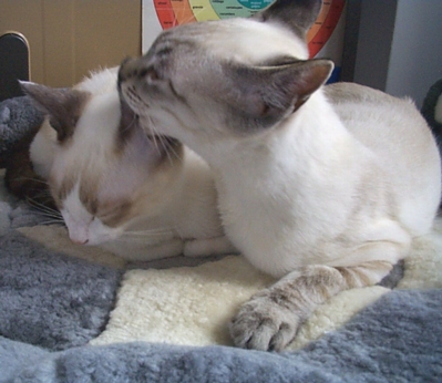 Mac licks Tippy