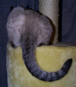 Q