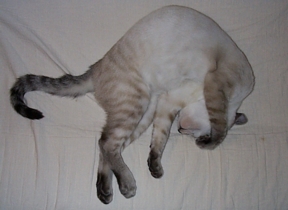 Alphabet Sleep