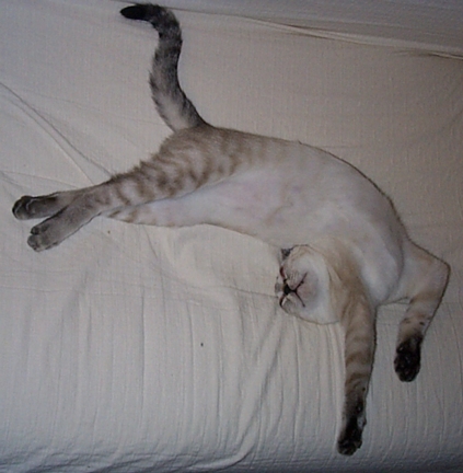 Ballet Sleeper #1