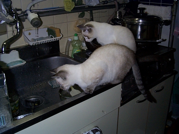 Cats at Sink