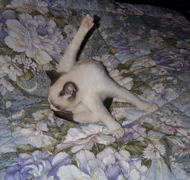 Futon Cleaning