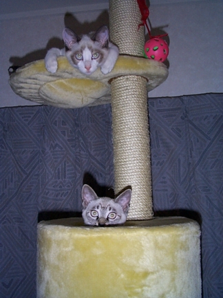 Peek from Perch