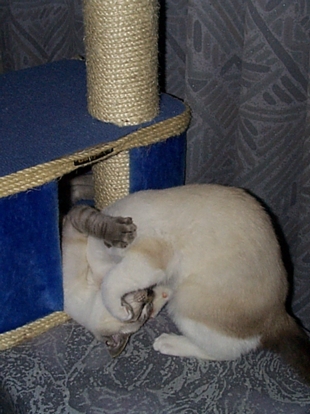 Perch Fight