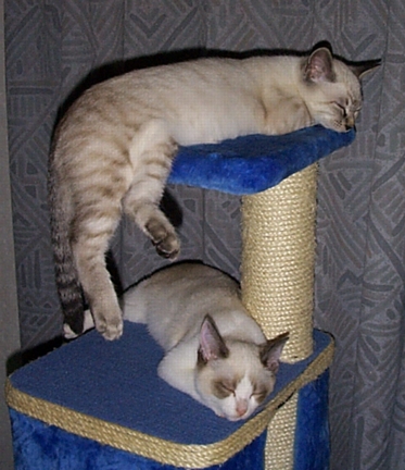 Perch Sleeping