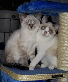 Perch Togetherness