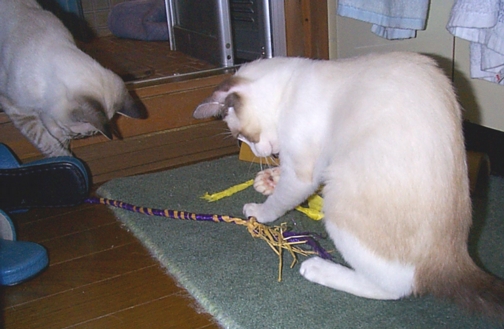 Rope Play