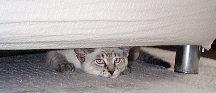 Under the Couch