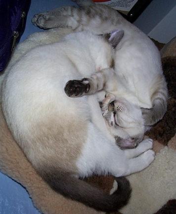 Yin/Yang Sleep