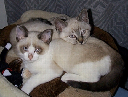 Affectionate Young Brothers