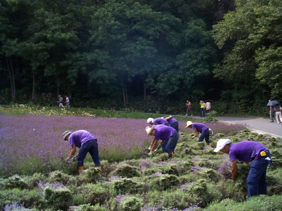 Harvesting Lavender