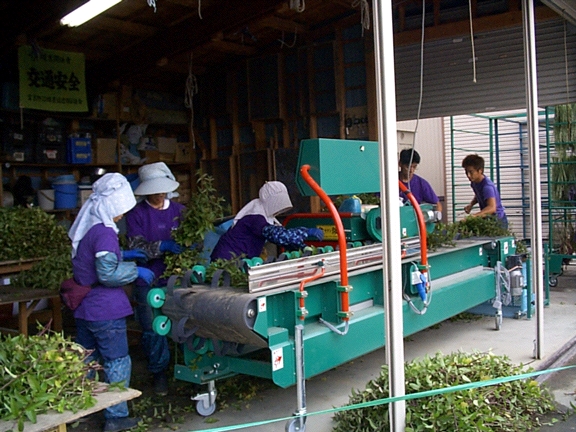 Drying Machine for Mint