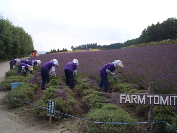 Workers at Farm Tomita