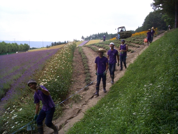 Male Workers at Farm Tomita