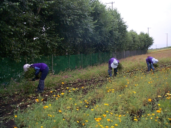 Harvesting Mint