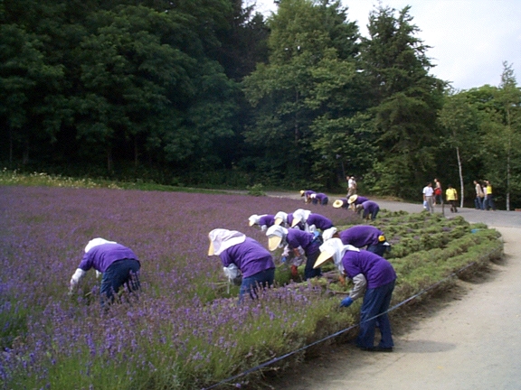Lavender Farm Workers