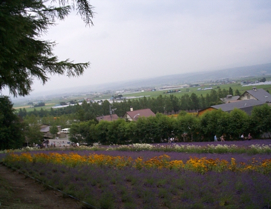 Lavender Field in Furano