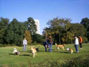Dogs in Park