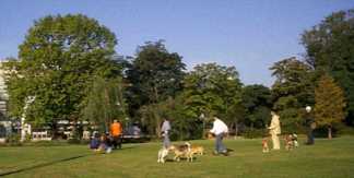DOGS