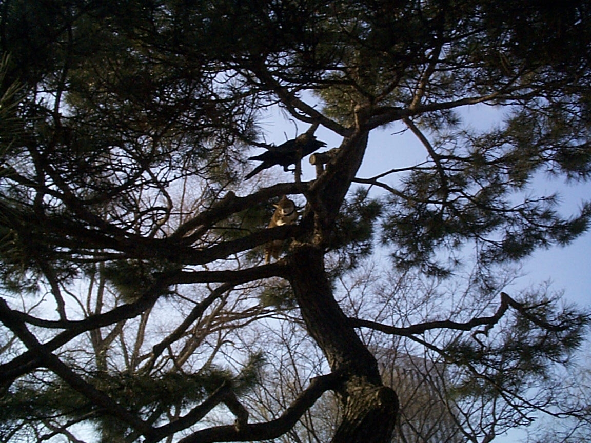 Cat & Crow