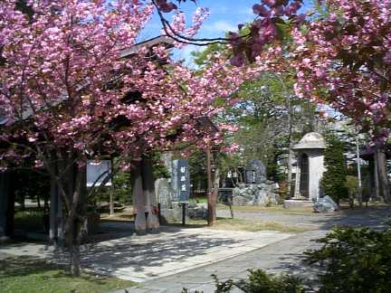 Cherry Blossoms near Gokoku Jinja