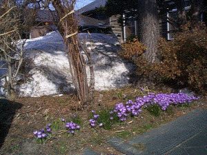 Crocuses in April