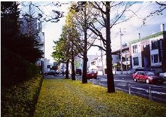 Gingko Trees