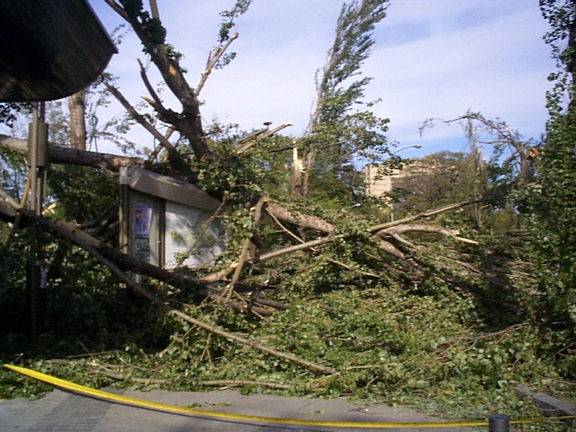 Fallen Poplars
