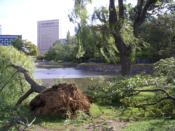 Fallen Trees at Nakajima Lake