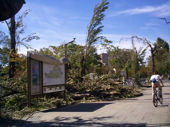 Poplars Cleared