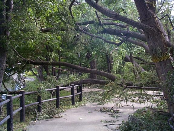Trees Blocking Path