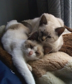 Mac and Tippy